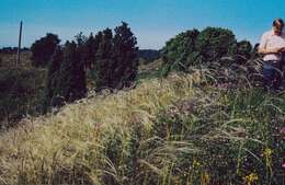 Image de Stipa