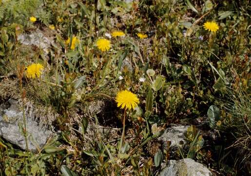 صورة Taraxacum croceum Dahlst.