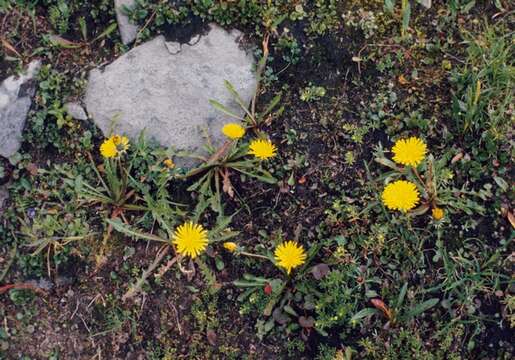 Image of Showy dandelion