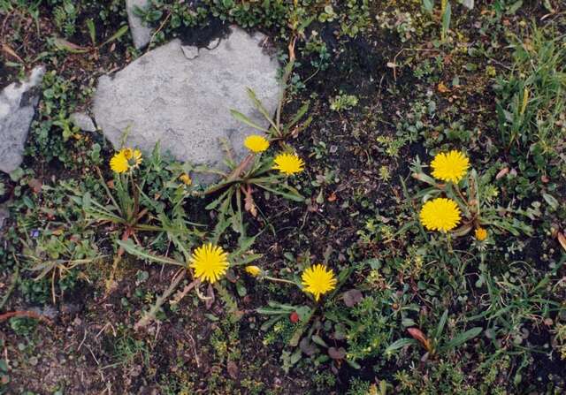Слика од Taraxacum croceum Dahlst.