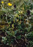 Image of meadow-rue