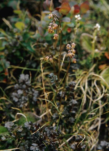 Image of meadow-rue