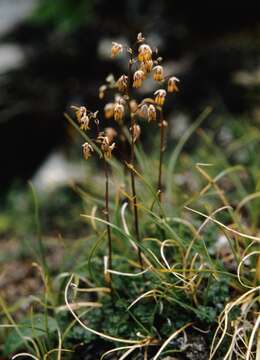 Image of meadow-rue