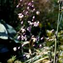 Image of Chinese Meadow-rue