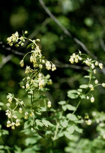 Слика од Thalictrum minus subsp. elatum (Jacq.) Stoj. & Stef.