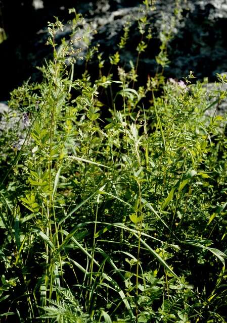 Image of Thalictrum simplex subsp. boreale (F. Nyl.) Á. & D. Löve