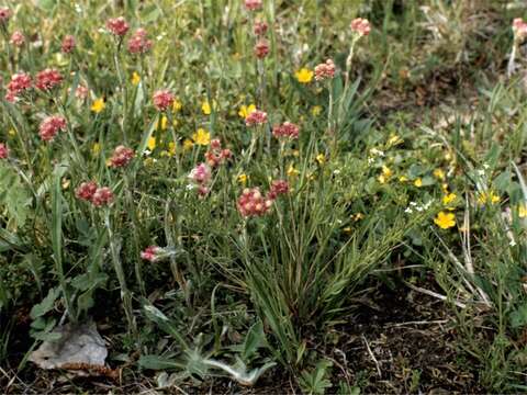 Слика од Thesium alpinum L.