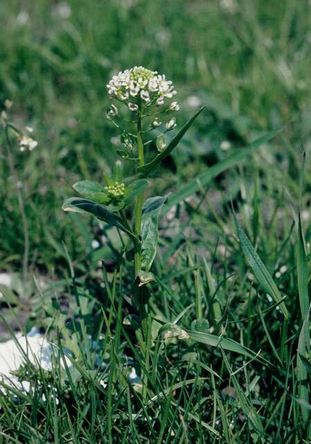 Image of Penny-cress