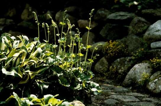 Image of Foamflower