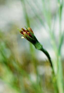 Image of goatsbeard