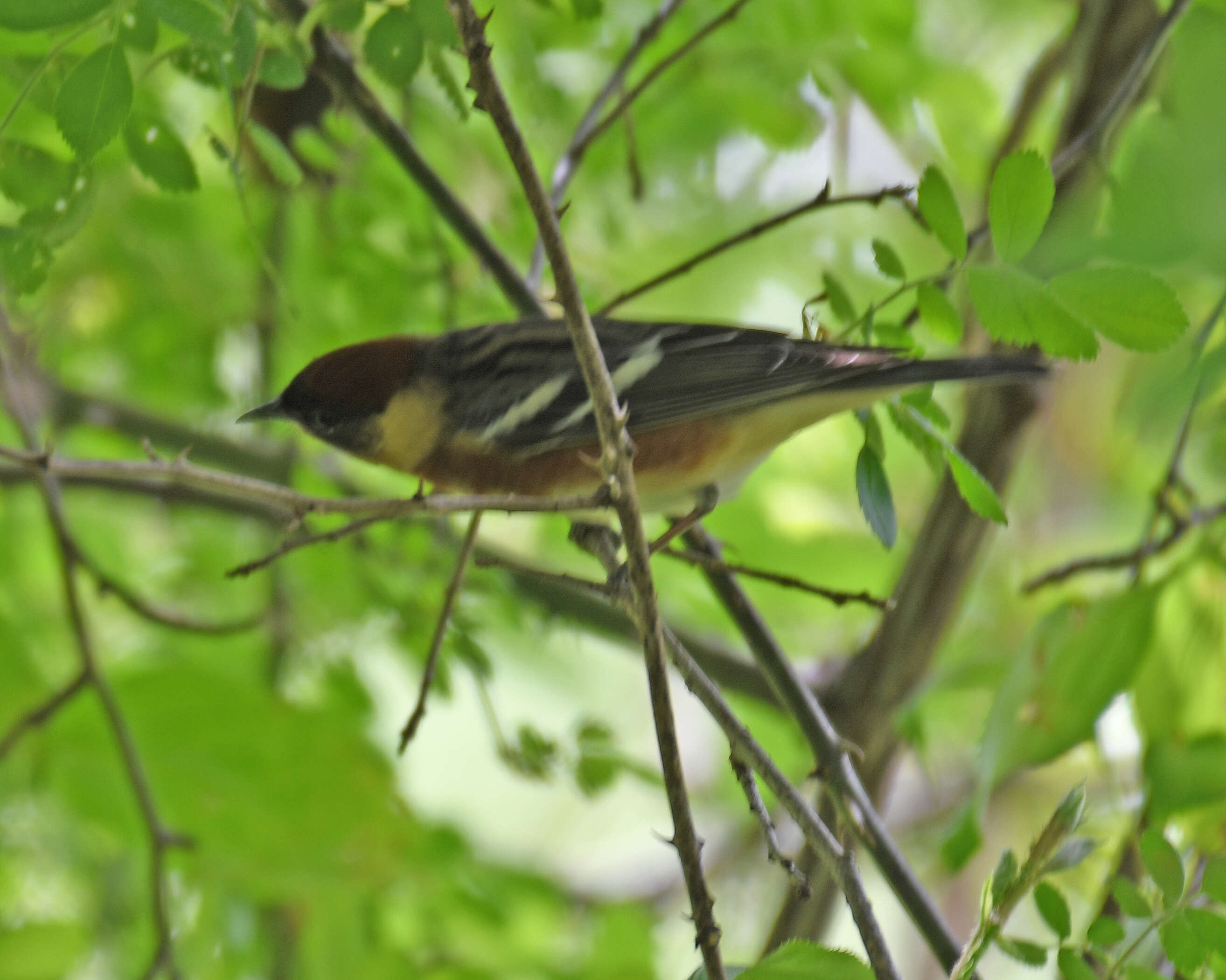 Image of Bay-breasted Warbler