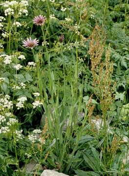 Image of goatsbeard