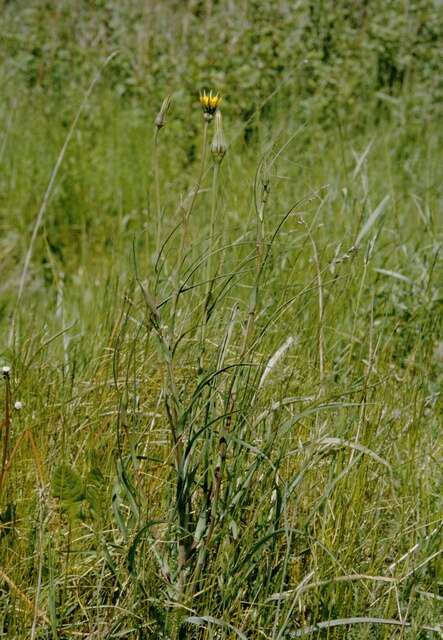 Image de Tragopogon minor Mill.