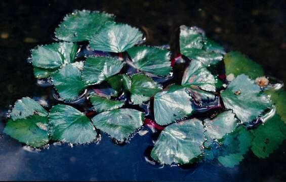 Image of water chestnut