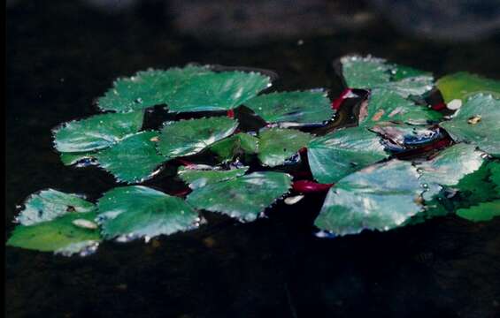 Image of water chestnut