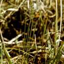 Image of alpine bulrush