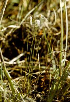 Image of Deer Grass