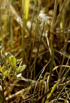 Image of Deer Grass