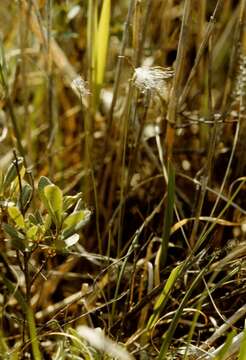 Image of Deer Grass