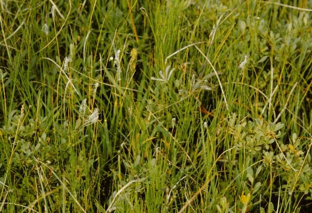 Image of Deer Grass