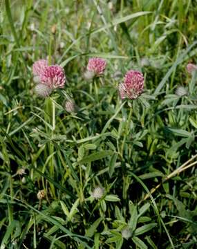 Image of owl-head clover