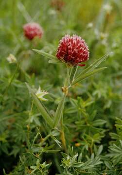 Image of owl-head clover