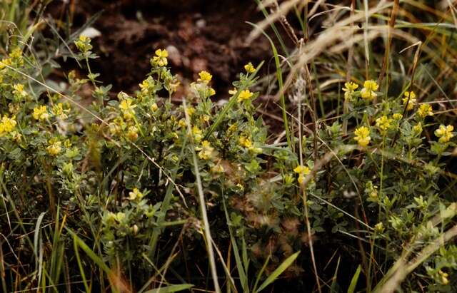 Plancia ëd Trifolium aureum Pollich