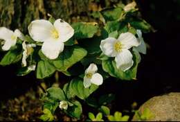 Image of trillium