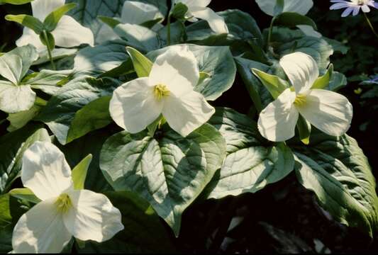 Image of trillium