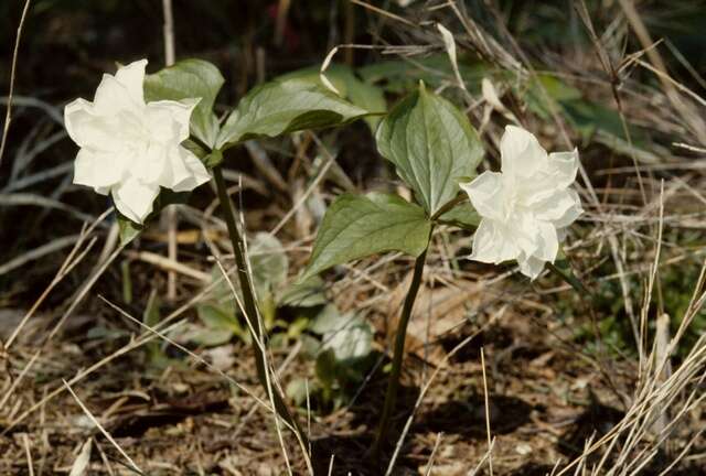 Image of trillium