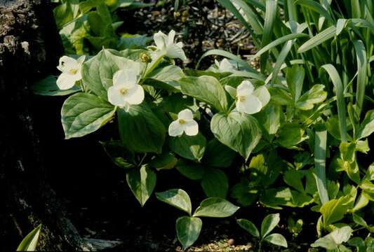 Image of trillium