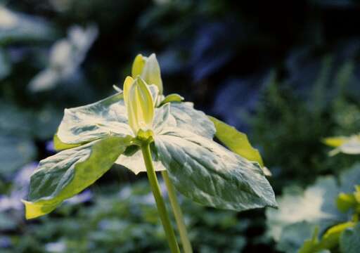 Image of yellow wakerobin