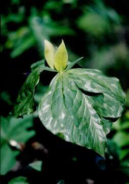 Imagem de Trillium luteum (Muhl.) Harb.