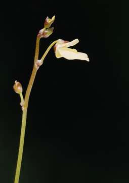 Image of Bladderworts