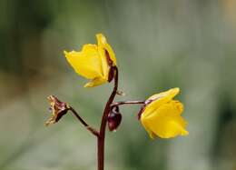 Imagem de Utricularia