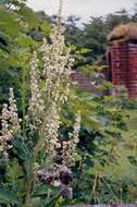 Image of mullein