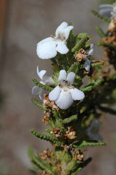 Image of Pityrodia scabra A. S. George