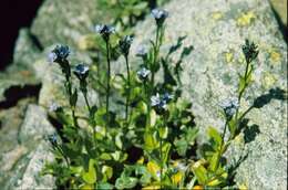 Image of alpine speedwell