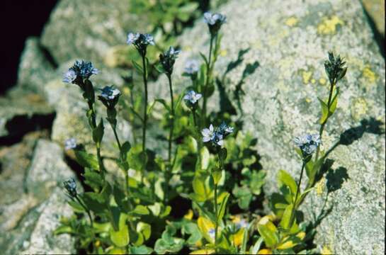 Plancia ëd Veronica alpina L.