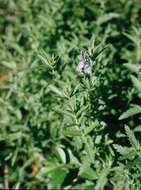 Image de Veronica teucrium L.