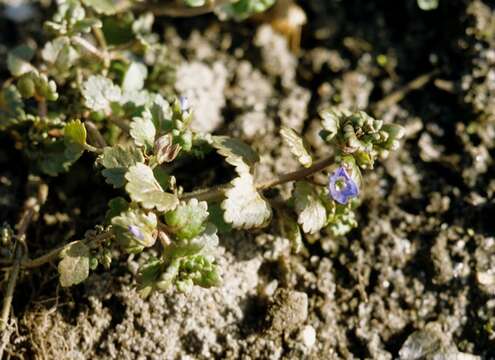 Image of Grey Field-speedwell