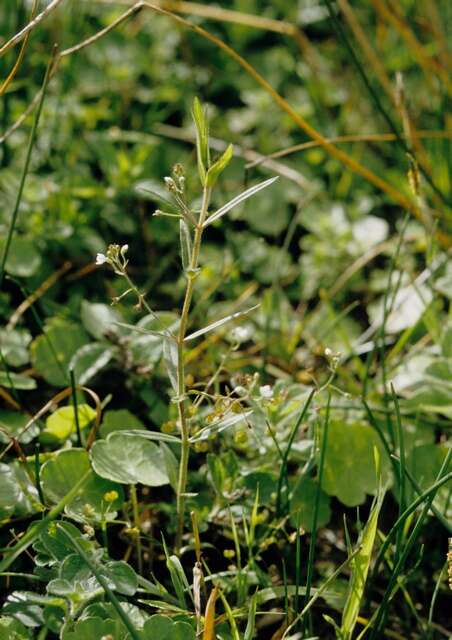 Image of Marsh Speedwell