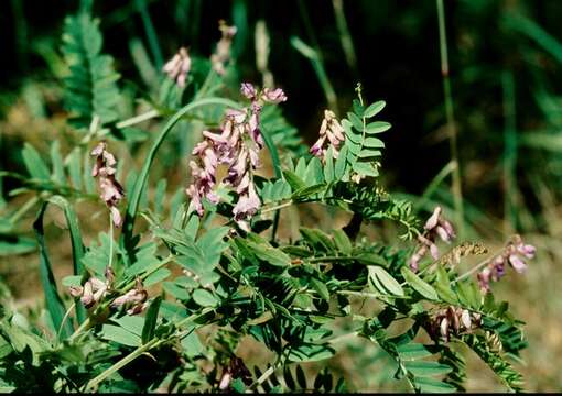 Plancia ëd Vicia