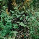 Image of Pale-flower Vetch