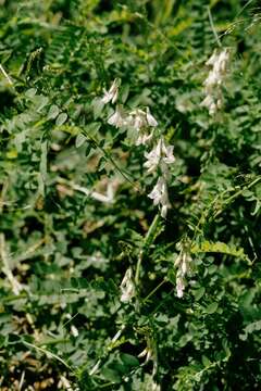 Image of wood vetch