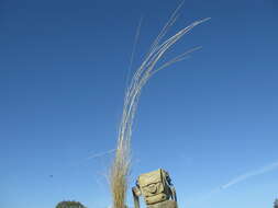 Image of Austrostipa scabra (Lindl.) S. W. L. Jacobs & J. Everett