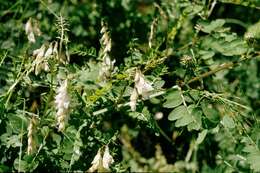 Image of wood vetch