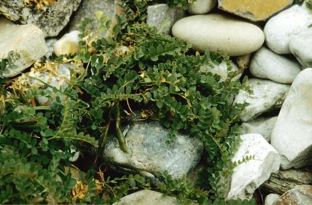 Image of wood vetch