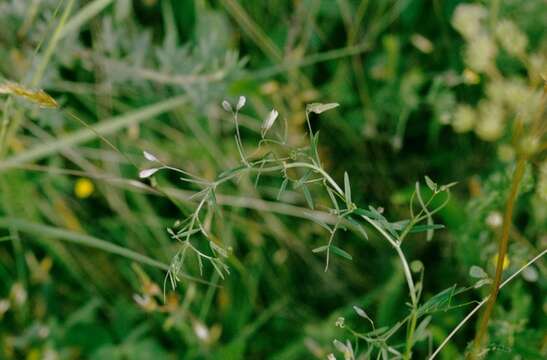 Imagem de Vicia tetrasperma (L.) Schreb.