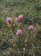 Image of Silene suecica (Loddiges) Greuter & Burdet